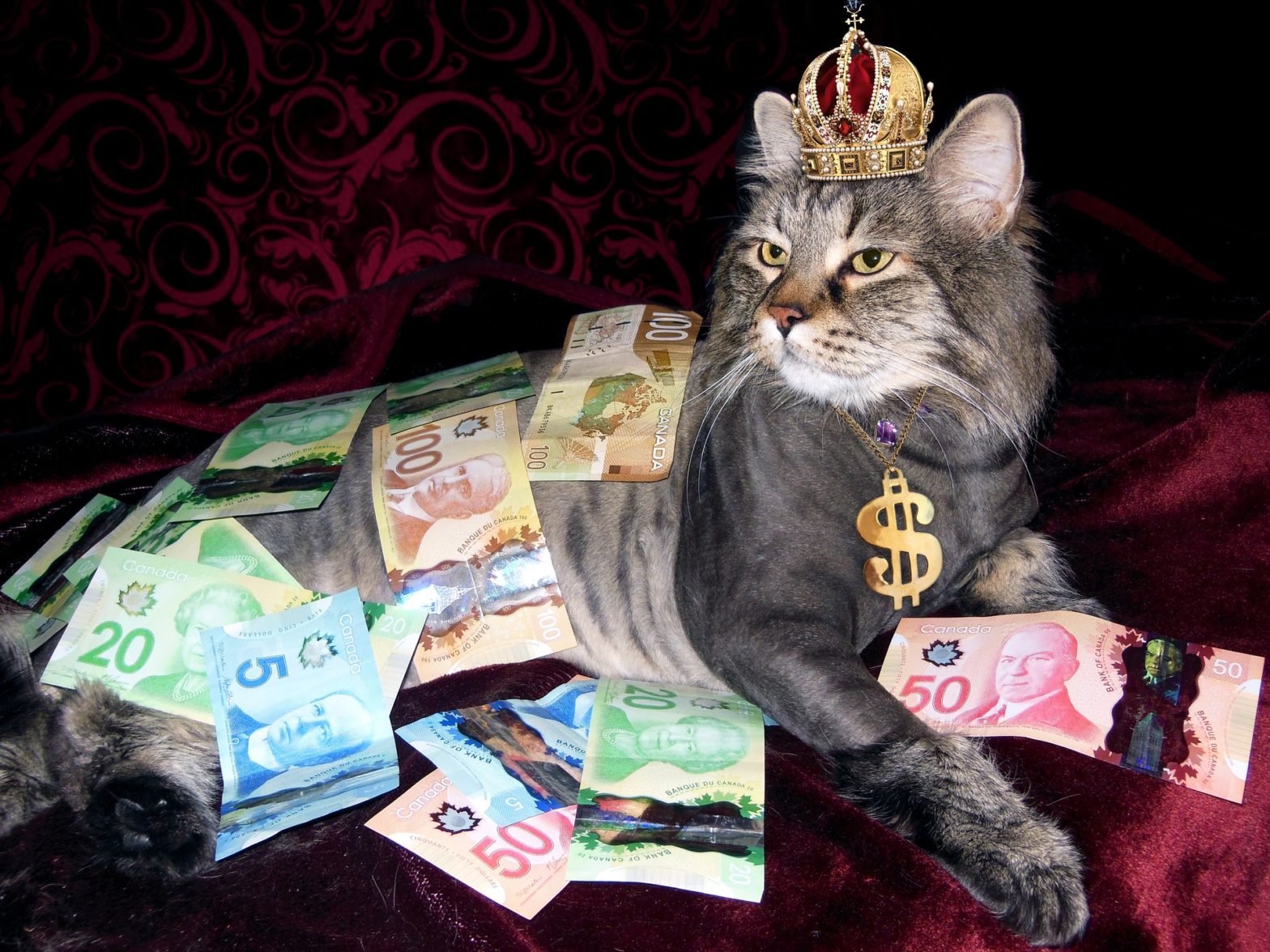 Baller Cat